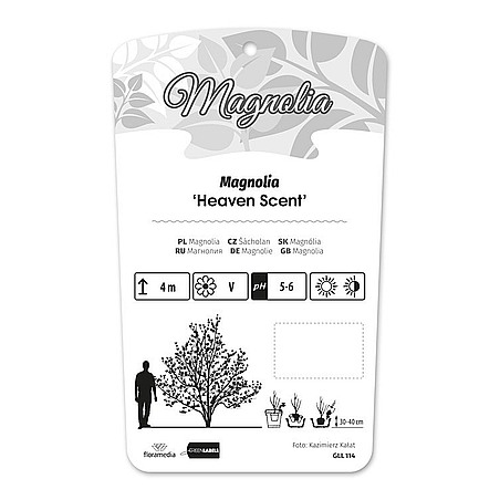 Magnolia