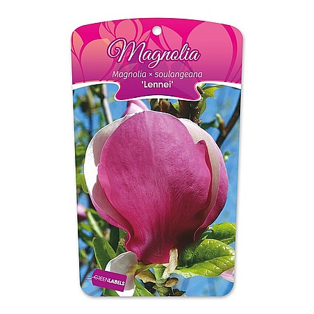 Magnolia