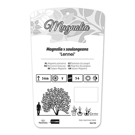 Magnolia