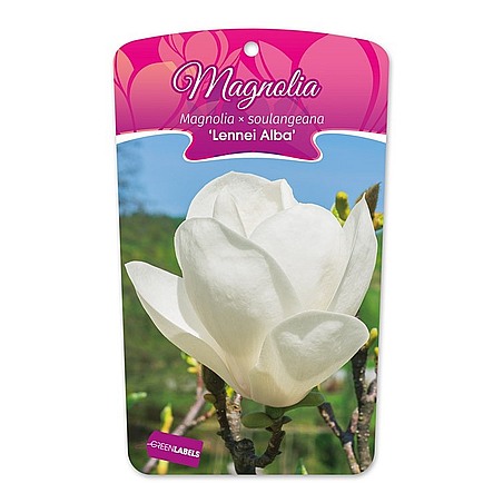 Magnolia