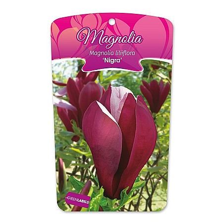 Magnolia