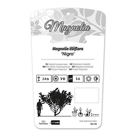 Magnolia