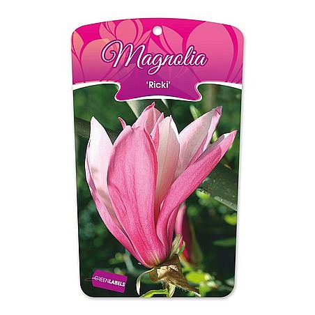 Magnolia