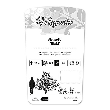 Magnolia