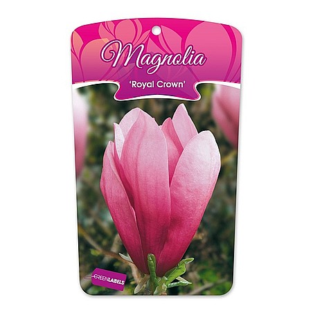 Magnolia