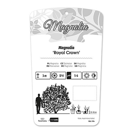 Magnolia