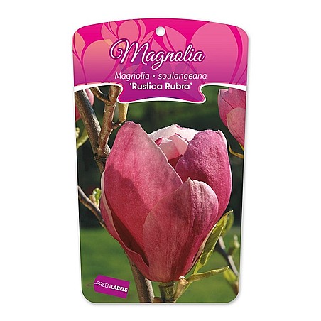 Magnolia