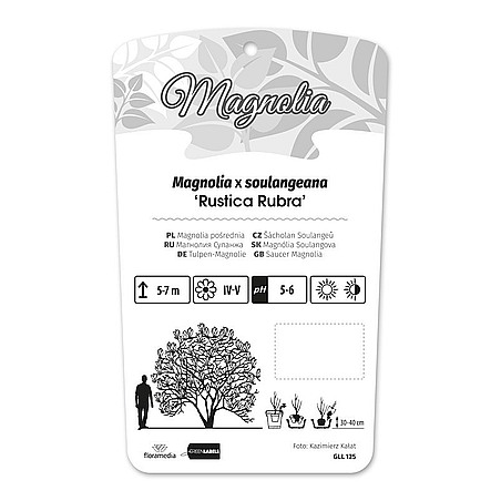 Magnolia