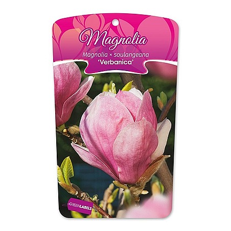 Magnolia