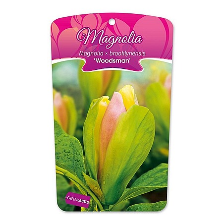 Magnolia