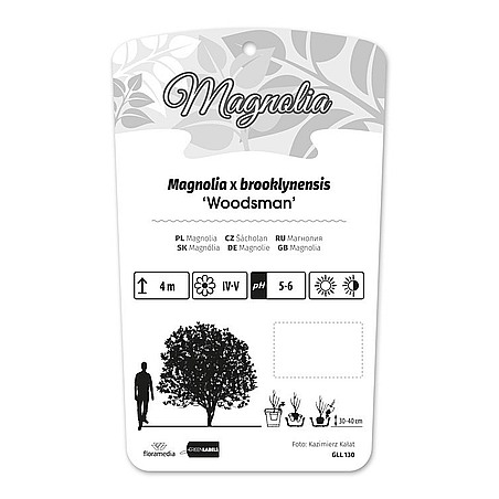 Magnolia