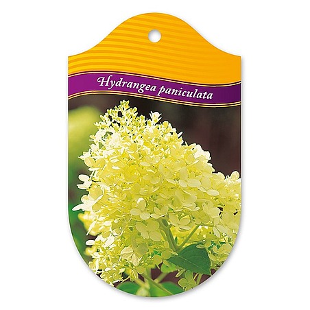 Hydrangea paniculata