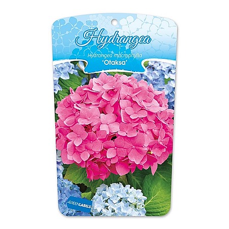 Hydrangea macrophylla