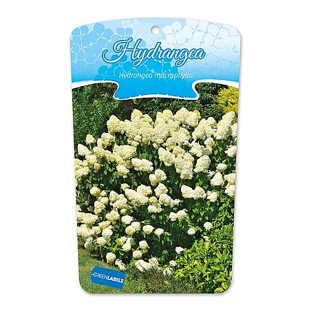 Hydrangea paniculata