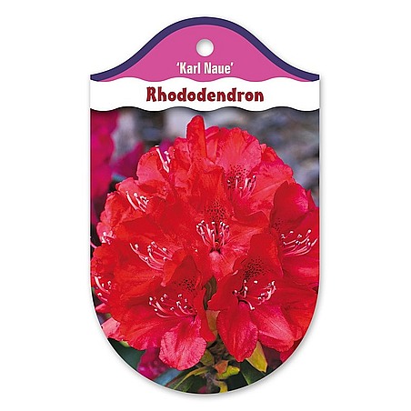 Rhododendron