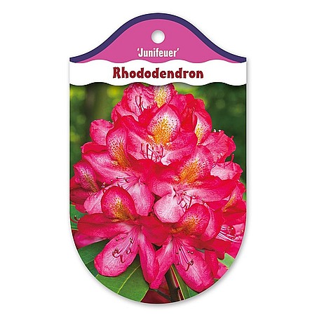 Rhododendron