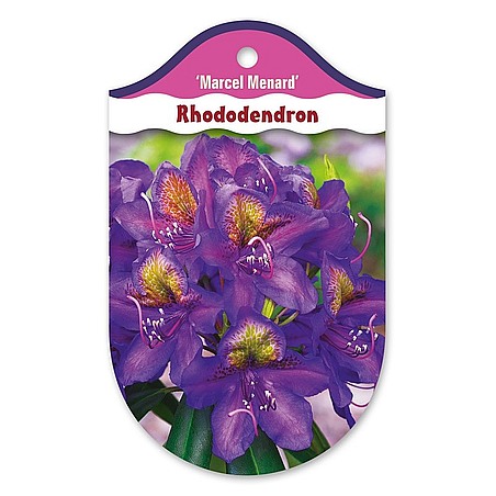 Rhododendron