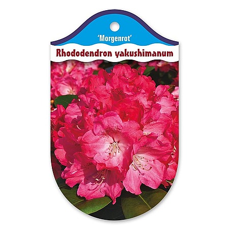 Rhododendron