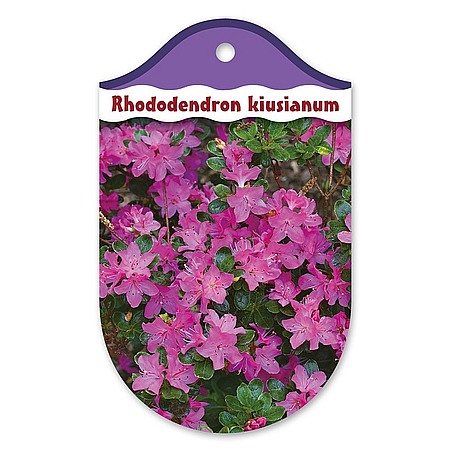 Rhododendron kiusianum  