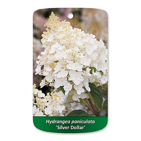 Hydrangea paniculata