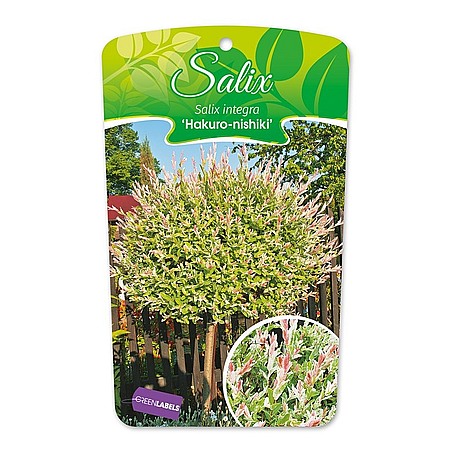 Salix integra