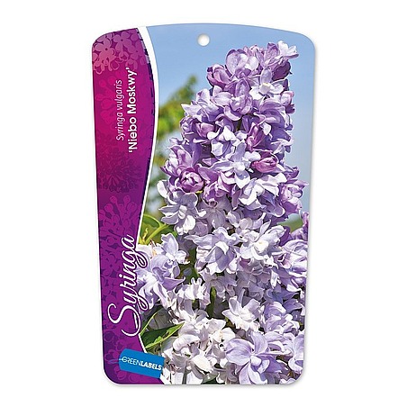 Syringa vulgaris