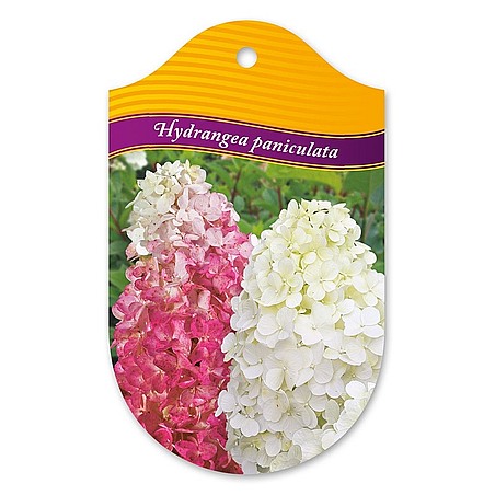 Hydrangea paniculata