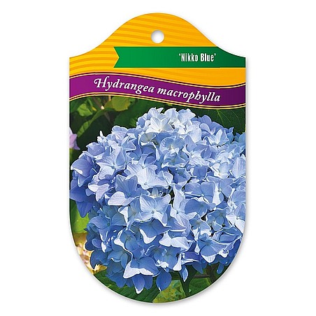 Hydrangea macrophylla