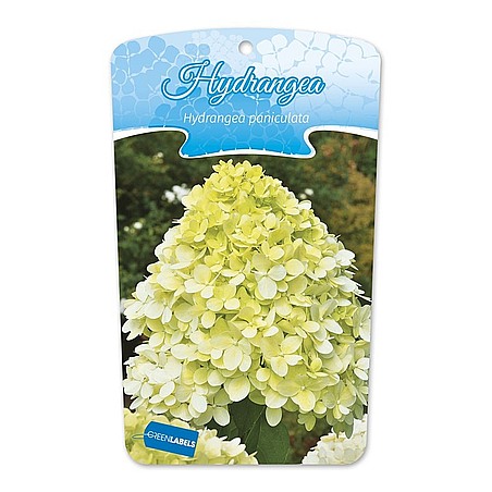 Hydrangea paniculata