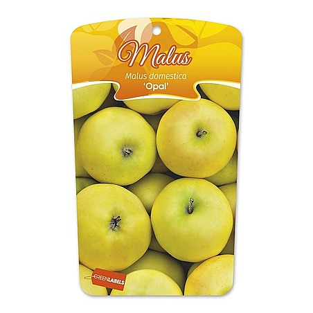 Malus domestica