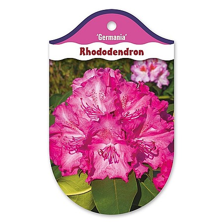 Rhododendron