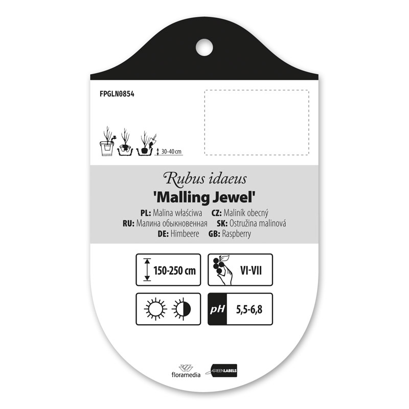 rubus-idaeus-malling-jewel-malina-w-a-ciwa