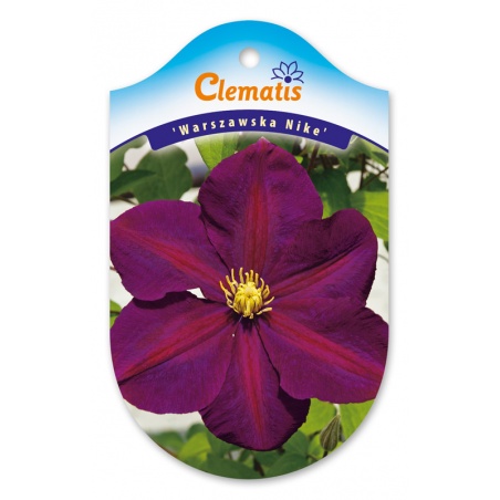 GLCLEM072