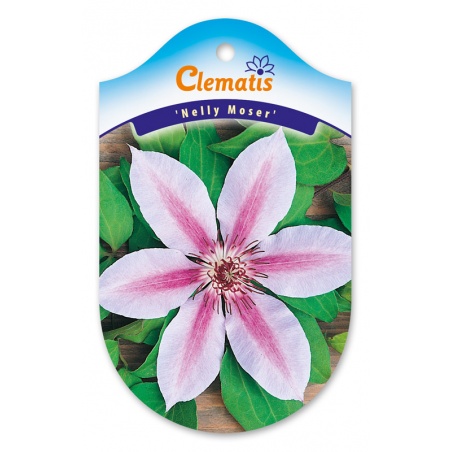 GLCLEM063