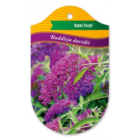 Buddleja davidii 'Nanho Purple'