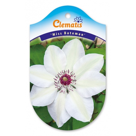 GLCLEM062